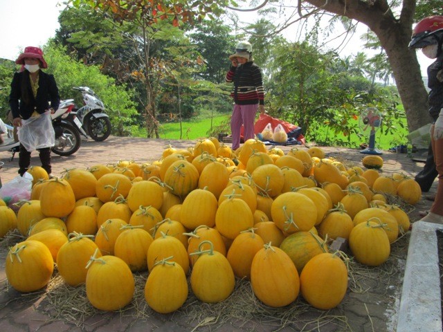 Dự thi ảnh: Bà Rịa - Vũng Tàu vào xuân - ảnh 3